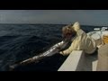 Sailfish Sound - BILLFISH fishing on light tackle