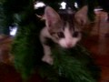 ADOTE UMA GATINHA LINDA!!!!