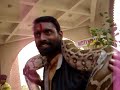 cobra.html