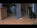 A french bulldogs heelwork