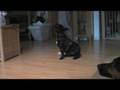 A french bulldogs heelwork