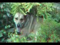 Chloe the dog in 3D Chloe the dog in 3D