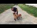 Bebe Belgischer Schäferhund - Malinois, Spürhündin in Rente