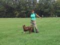 Dogdancing Dogdancing