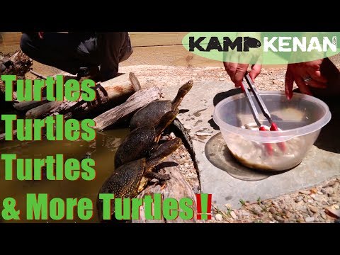 YouTube reptile video