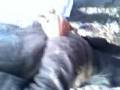 fuma cucaraxas