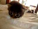 こねこ×4