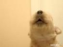 bastian-whistle.html