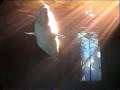 Beluga
