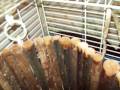 The Cavy Chronicles, Episode 1: STUCK! The Cavy Chronicles, Episode 1: STUCK!