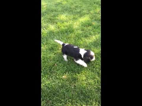 Hunter playing outside