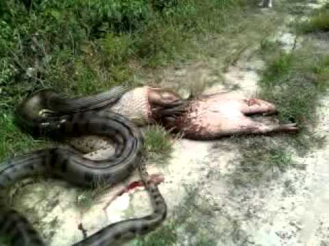 Sucuri engolindo uma capivara