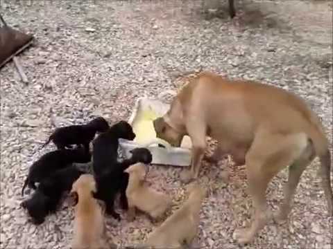 gran danes