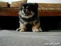 Pup