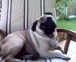 pug carlino romeo relax