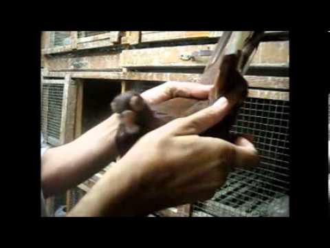 الحمام المصري - التلاوين - Egyptian pigeon -ELTalawin