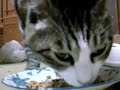20081231のみぃ