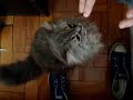 catupiry cat style