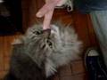 catupiry cat style