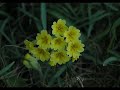 Heifetz - Primrose - Mozart\