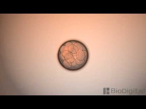 3D Medical Animation – Mitosis