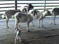 Proses ini perlu dilakukan bagi memudahkan kawalan dan mengurangkan peratus kematian anak