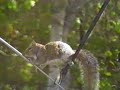 squirrel-proof-birdfeeder.html