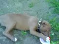 Puppy Red Nose Pit Bull