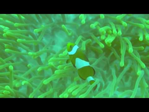 Anemone Reef, Tailandia.