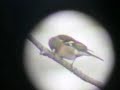 Fringilla coelebs