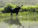 Moose in the river Moose in the river