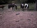 Horse's Vs black snake. Horse's Vs black snake.