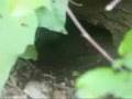 Close Encounter: When Beavers Attack