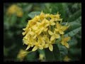 Funky Flowers 08