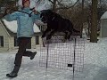 My dog jumping HIGH!