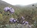 Birding in the Lomas de Lachay