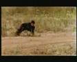 Video Prince : Big Train
