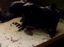 catfish 2 catfish 2