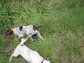 Pointing dog