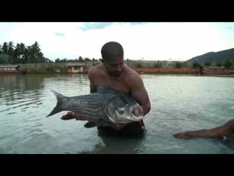 The Korda Boys visit Thailand (pt7) at Thailand, Aug 2009