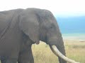 BIGGEST elephant BIGGEST elephant