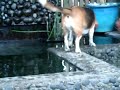 Monkey and the Goldfish 1