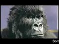 Gorilla Drummer Ad