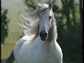 andaluz