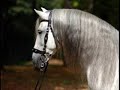 andaluz