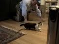 Whirlycat