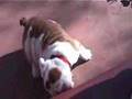 Antiguo Bulldog Inglés video