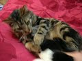 voila mon chat ob�se qui agresse ma peluche :p