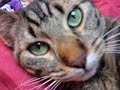 voila mon chat ob�se qui agresse ma peluche :p