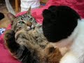 voila mon chat ob�se qui agresse ma peluche :p